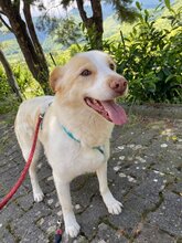 BRANDY, Hund, Mischlingshund in Italien