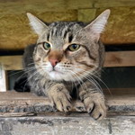 DANI, Katze, Europäisch Kurzhaar in Italien