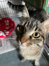 DESY, Katze, Europäisch Kurzhaar in Italien