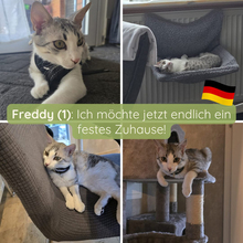 FREDDY, Katze, Europäisch Kurzhaar in Ortenberg