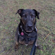 TOBY, Hund, Mischlingshund in Hannover