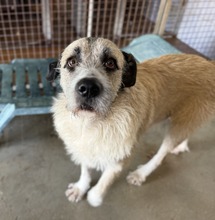 PELUCHE, Hund, Mischlingshund in Hamburg