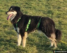 UNITY, Hund, Mischlingshund in Erding