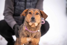 ZIMORA, Hund, Mischlingshund in Ungarn