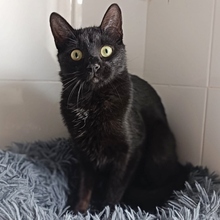 REBOZADO, Katze, Europäisch Kurzhaar in Spanien