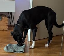 MAYA, Hund, Mischling in München