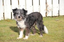 BOARU, Hund, Terrier-Mix in Meckenbeuren
