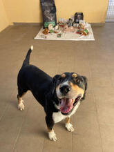 MAIK, Hund, Mischlingshund in Spanien