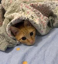 MIRKO, Katze, Europäisch Kurzhaar in Ratingen