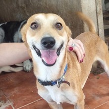 PACHI, Hund, Mischlingshund in Spanien