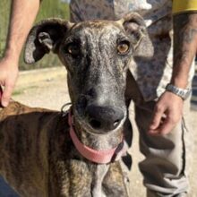 ALMA, Hund, Galgo Español in Windisch