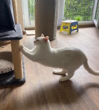 MAURIZIO, Katze, Europäisch Kurzhaar in Ratingen