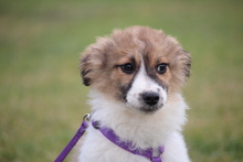 CALLA, Hund, Mischlingshund in Hagen