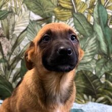 COOPER, Hund, Mischlingshund in Rumänien