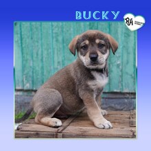 BUCKY, Hund, Mischlingshund in Bulgarien