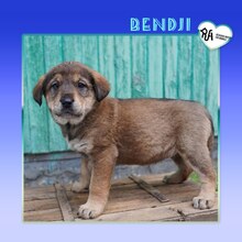 BENDJI, Hund, Mischlingshund in Bulgarien