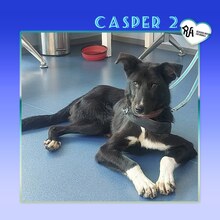 CASPER2, Hund, Mischlingshund in Bulgarien