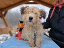 MILO, Hund, Havaneser/Irish Glen Of Imal Terrier-Mix in Ungarn