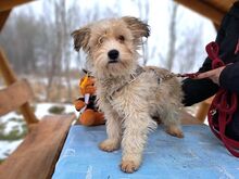 ALFI, Hund, Havaneser-Irish Glen of Imaal Terrier-Mix in Ungarn