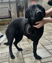 ANNABELLE, Hund, Mischlingshund in Rumänien