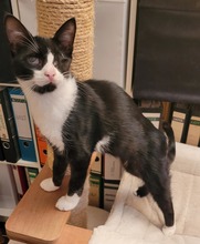 EMIL, Katze, Europäisch Kurzhaar in Alsbach-Hähnlein