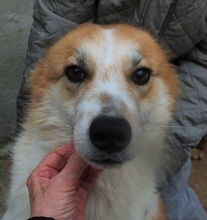 BENJI, Hund, Mischlingshund in Overath