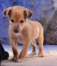 PENNY, Hund, Mischlingshund in Portugal