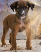 PEPPER, Hund, Mischlingshund in Portugal