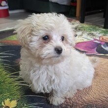 LOUI, Hund, Mischlingshund in Rumänien