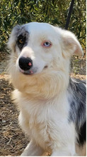 NICA, Hund, Border Collie-Mix in Greifswald