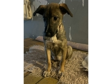 CAROLA, Hund, Mischlingshund in Remscheid