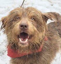 BANDERO, Hund, Mischlingshund in Rumänien