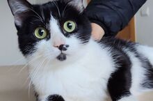 CHERRY, Katze, Europäisch Kurzhaar in Spanien