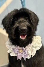 LEA, Hund, Mischlingshund in Russische Föderation