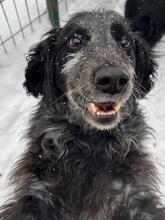 PAPPI, Hund, Russischer Spaniel in Russische Föderation