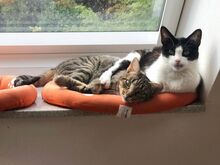 MIRIAM, Katze, Europäisch Kurzhaar in Dassendorf