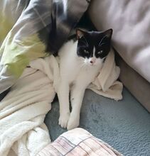 VITO, Katze, Europäisch Kurzhaar in Ostrach