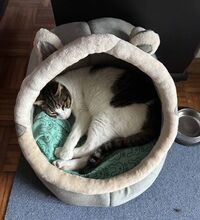 RAUL, Katze, Europäisch Kurzhaar in Bergisch Gladbach