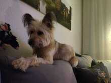 ESHKA, Hund, Mischlingshund in Barsinghausen