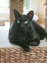 PINA, Katze, Europäisch Kurzhaar in Apolda