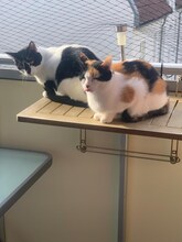 PEPPER, Katze, Europäisch Kurzhaar in Magdeburg
