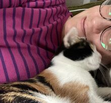 AMAPOLA, Katze, Europäisch Kurzhaar in Köln