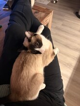 LILU, Katze, Snowshoe Siam in Worms