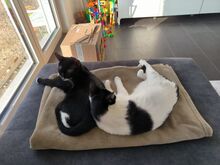 RONDA, Katze, Europäisch Kurzhaar in Philippsburg