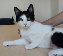 LICA, Katze, Europäisch Kurzhaar in Philippsburg