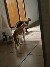 MELON, Katze, Europäisch Kurzhaar in Meinerzhagen