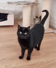 SOPRESA, Katze, Europäisch Kurzhaar in Spanien