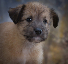 FRECKLES, Hund, Mischlingshund in Portugal