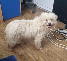 AMAJA, Hund, Bichon Frisé Mischling in Rumänien