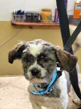 BERRY, Hund, Shih-Tzu Mischling in Slowakische Republik